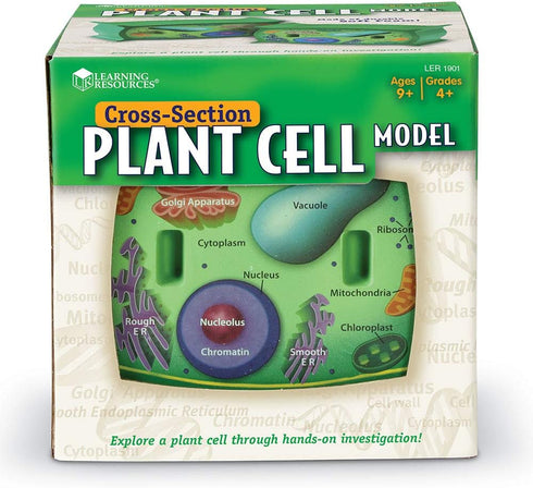 Learning Resources Cross-Section Plant Cell Model, Plant Anatomy Science Classroom Accessories, Ages 7+