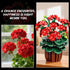 Set 548PCS 12+ CUBIMANA Flowers Geranium Botanicals Building - Artificial Bonsai Plants for Home Office Decor Display