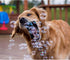 Pet Qwerks Incredibubbles Interactive Pet Toys - Long Lasting Edible Bubbles for Dogs & Cats, Peach Flavor, 20 ML