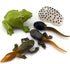 Gemini&Genius Life Cycle of Frog Figurines, Bulk Insect Growth Diary Action Figures, Fun Learning Gifts, Party Favors