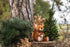 Steiff Phil Plush Squirrel, Premium Stuffed Animal for Kids, Brown, 8"