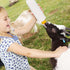 Housoutil Lamb Feeding Bottle Set, Milk Feeder for Goat, Sheep, Livestock, Nursing Bottle