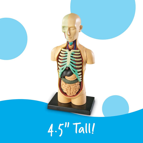 31 3+, 8+ Learning Resources Human Body Model, Science Classroom Demonstration Tools, Realistic Human Anatomy Display