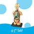 31 3+, 8+ Learning Resources Human Body Model, Science Classroom Demonstration Tools, Realistic Human Anatomy Display
