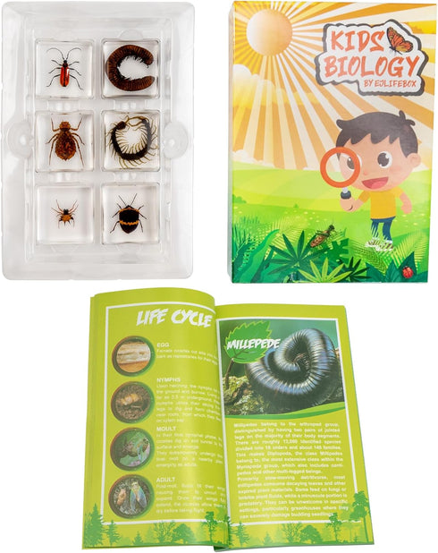 Set, 3-8-12 Insect Specimen Bugs Collection Scientific Education Gift for Kids Aged (Millipede, Centipede, Dragonfly