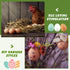 72 Syhood Pcs Wooden Easter Eggs Fake Eggs Faux Chicken Egg Wooden Egg for Crafts Get Hens to Lay Nesting Home Easter