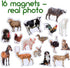 Fridge Magnets for Toddlers - Magdum, 16 Farm Animal Magnets for Refrigerator, Educational Gift for Kids