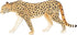 MOJO Cheetah (Male) Hand Painted Realistic Wildlife Toy Replica (387197)