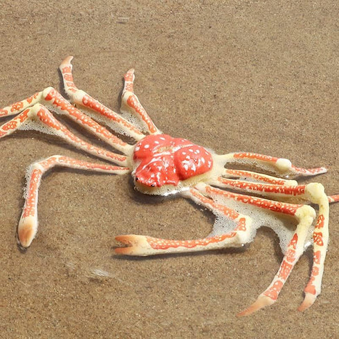 Set, Gemini&Genius King Crab and Spider Crab Toys Marine Animals Toys Sea Animal Action Figures Gift Great