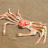 Set, Gemini&Genius King Crab and Spider Crab Toys Marine Animals Toys Sea Animal Action Figures Gift Great
