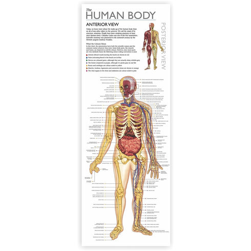 Wonders of Learning Tin Set, Discover The Human Body