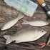 BigOtters 4PCS Fake Fish, Realistic Artificial Sea Fish Playset Model Food Display for Kids Kitchen Decor