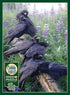Cobble Hill 1000 Piece Puzzle - Raven Rendezvous with Sample Poster Included