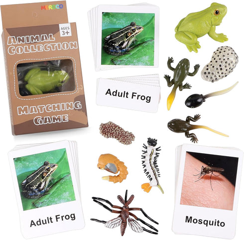 MEROCO Live Tadpole to Frog Life Cycle Toys for Kids, Educational Insect Matching Game