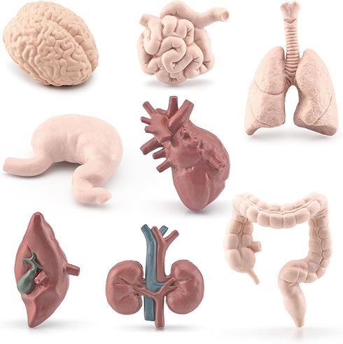 Mini Human Organ Set, 8 Piece 3D Human Anatomy Model for Kids, Mini Body Parts Sets, Anatomy and Physiology Study Tools