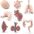 Mini Human Organ Set, 8 Piece 3D Human Anatomy Model for Kids, Mini Body Parts Sets, Anatomy and Physiology Study Tools