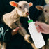 1 Set Lamb Feeding Bottle, Goat Feeding Tools, Pig Feeding Bottle, White Piglet