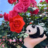 Flower Panda Mini Building Blocks (983 PCS), Micro Animal Building Toy Bricks for Girls, Boys, and Adults