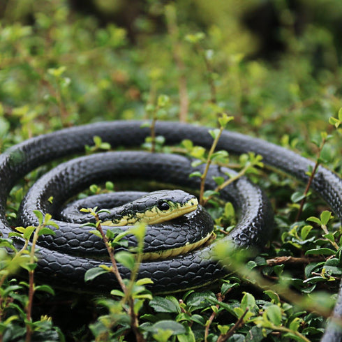 Realistic Fake Rubber Snake Toys, Black Cobra, 49 Inch Long Prank Stuff