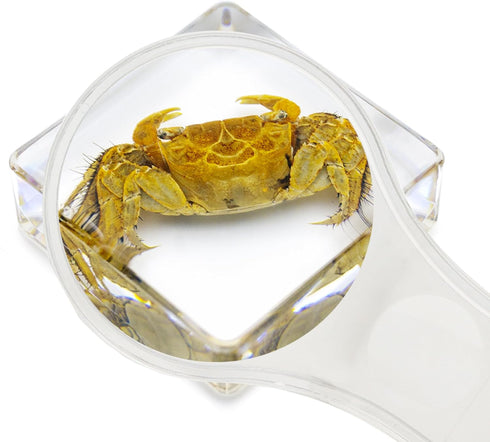 6 Set,Hermit PCS Marine Life Specimen Crab,Fiddler Crab,Starfish,Nassariidae,Sea Cucumber, Chiromantes Dehaani Resin