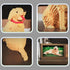 HJPLPXH Set (3024 Animal Dog Adorable Pet Golden Retriever Micro Building Blocks Pieces) with Secret Hidden Storage Box
