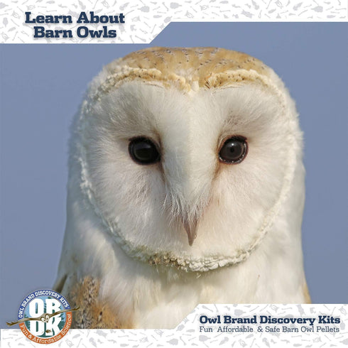 Barn Owl Pellet Kit, Jumbo 2 Inches and Larger, Science Tools & Chart for Teachers, Kids, and Students