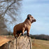 3.5" 1+ Safari Ltd. Ram Figurine - Lifelike Model Figure - Educational Toy for Boys, Girls, and Kids Ages
