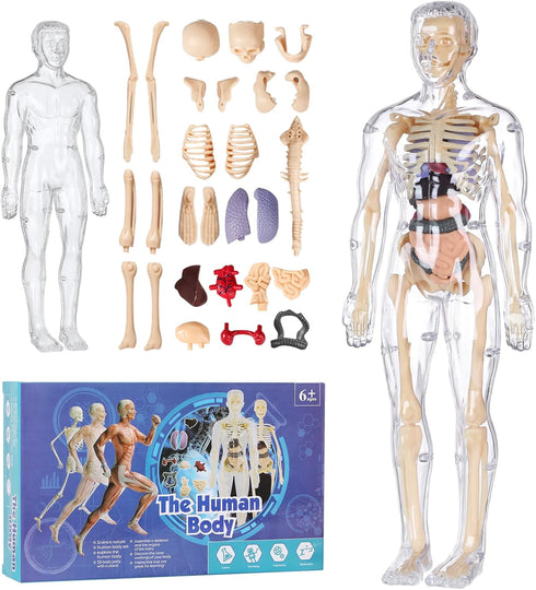 Human Body Model for Kids, 29 Piece Transparent Anatomy Figure Kit with Removable Organs for Ages 6+