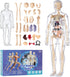 Human Body Model for Kids, 29 Piece Transparent Anatomy Figure Kit with Removable Organs for Ages 6+