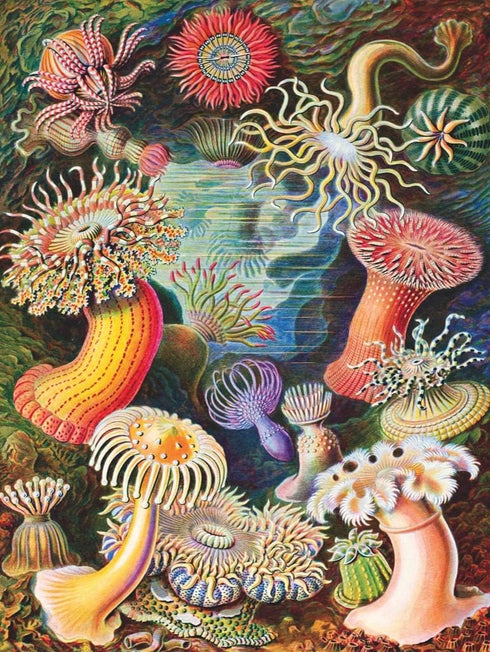 1000 New York Puzzle Company - Vintage Images Sea Anemones - Piece Jigsaw Puzzle for Adults by Ernst Haeckel