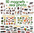 110 Fridge Magnets for Toddlers in Gift Tin Box | Kids Magnetic Animals for Refrigerator | Toddler Fridge Magnets
