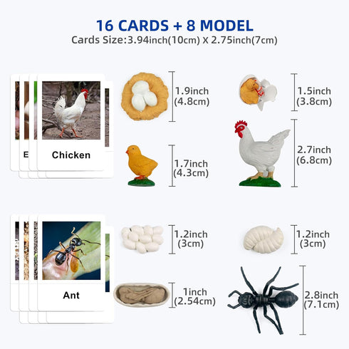 MEROCO Chicken Life Cycle Toys for Kids 3-5 - Animal Flashcards with Figurines, Preschool Learning Game