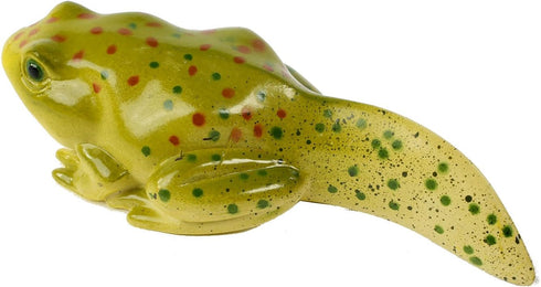 Insect Lore Frog Life Cycle Stages