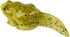 Insect Lore Frog Life Cycle Stages