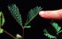 Zombie Plant Classroom Science Fun Planting Party Kit for 30 Students, Halloween Plant Care Book