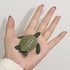 MEROCO Life Cycle of Turtle Montessori 3 Part Cards - Educational Toys for Toddlers