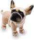 Lifelike Frenchie Dog Stuffed Animal, Super Realistic Plush French Bulldog Doll Puppy Toy, 9 Inches