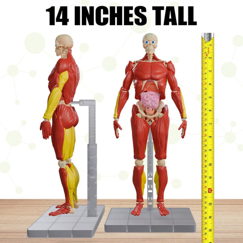 Be Amazing! Toys Interactive Human Body - 60 Piece Fully Poseable Anatomy Figure, 14” Tall Model with Removable