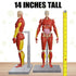 Be Amazing! Toys Interactive Human Body - 60 Piece Fully Poseable Anatomy Figure, 14” Tall Model with Removable