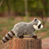 TAMMYFLYFLY Stuffed Toy, 12" Raccoon Plush Stuffed Animal