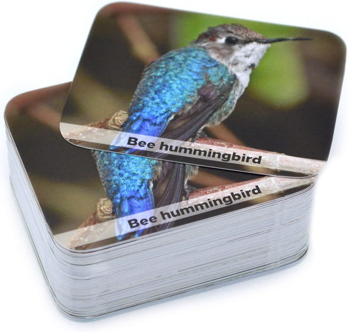Menique Wild Animals Memory Matching Game, 80 Cards with Real Photos, Educational Booklet Included for Kids & Adults