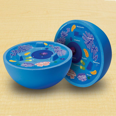 Learning Resources Cross-Section Animal Cell Model, Soft Foam, Early Biology Teaching Aid, Grade 4+