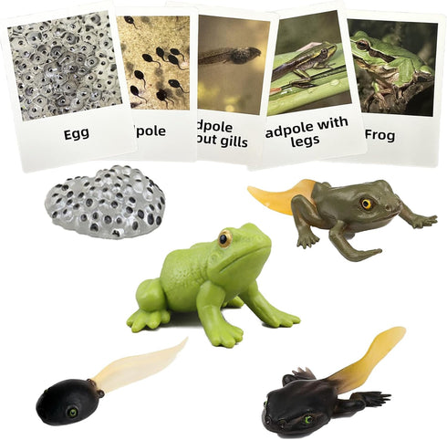 Mbrain5pcs Frog Growth Cycle with Flash Cards, Life Cycle Learning Montessori Toys for 3-7 Year Olds