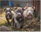 500 Pieces Animal Wooden Puzzles – Three Pitbull Puppies Jigsaw Puzzles for Adults, Colorful DIY Development Toys