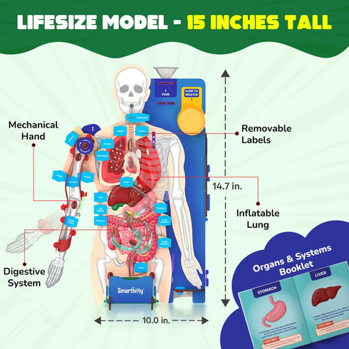 8-14 8,9,10,11,12,13,14 Smartivity Interactive Human Body Model for Kids Years I Dynamic Body Parts & Organs + Learning