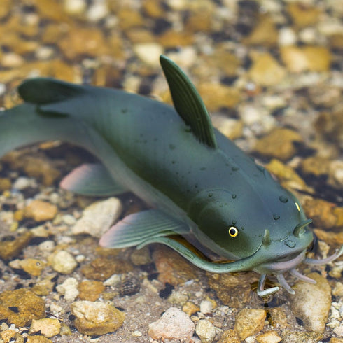 6" 3+ Safari Ltd. Catfish Figurine - Realistic Fish Figure - Educational Toy for Boys, Girls, and Kids Ages