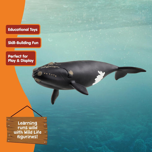 7 3+ 14878 schleich Wild Life - North Atlantic Right Whale Toy with Realistic Details - Durable Animal Figurine