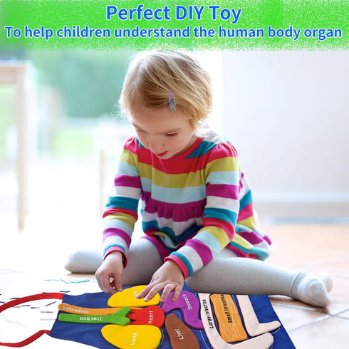 3D Organ Apron, Human Body Organs Awareness Educational Toy for Kids, Anatomy Costume Apron Model
