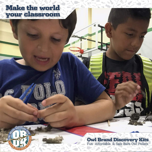 Barn Owl Pellet Kit, Jumbo 2 Inches and Larger, Science Tools & Chart for Teachers, Kids, and Students