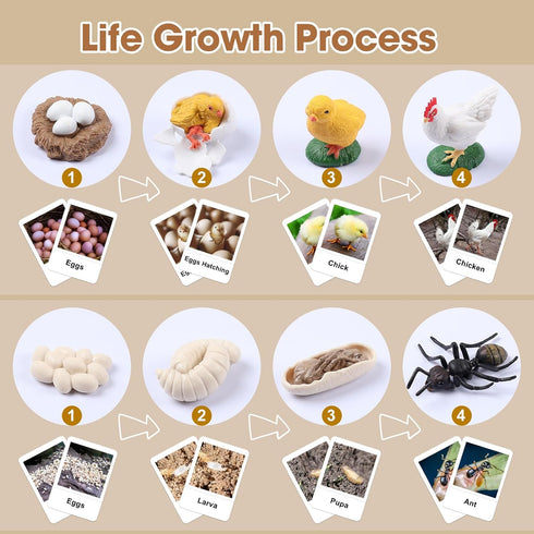 MEROCO Chicken Life Cycle Toys for Kids 3-5 - Animal Flashcards with Figurines, Preschool Learning Game